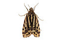 BUITEN BEELD Foto: 360169