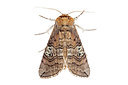 BUITEN BEELD Foto: 360172