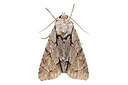 BUITEN BEELD Foto: 360178