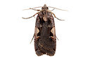 BUITEN BEELD Foto: 360217