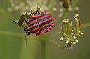 BUITEN BEELD Foto: 360279