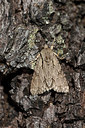 BUITEN BEELD Foto: 360318