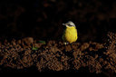 BUITEN BEELD Foto: 360336