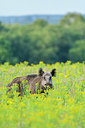 BUITEN BEELD Foto: 360345