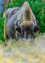 BUITEN BEELD Foto: 360393