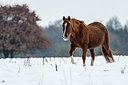 BUITEN BEELD Foto: 360396