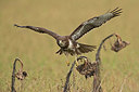 BUITEN BEELD Foto: 360419