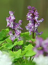 BUITEN BEELD Foto: 360539