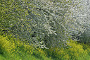 BUITEN BEELD Foto: 360544