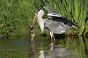 BUITEN BEELD Foto: 360612