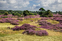 BUITEN BEELD Foto: 360627