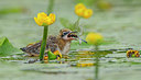 BUITEN BEELD Foto: 360646