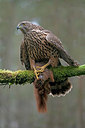 BUITEN BEELD Foto: 360648
