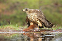 BUITEN BEELD Foto: 360654