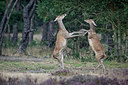 BUITEN BEELD Foto: 360665