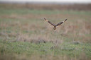 BUITEN BEELD Foto: 360681