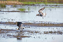 BUITEN BEELD Foto: 360714