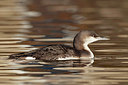 BUITEN BEELD Foto: 360742