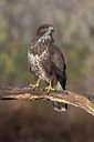 BUITEN BEELD Foto: 360760