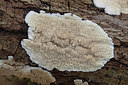 BUITEN BEELD Foto: 360782