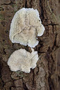 BUITEN BEELD Foto: 360783
