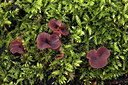 BUITEN BEELD Foto: 360788