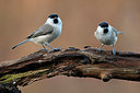 BUITEN BEELD Foto: 360799
