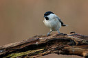 BUITEN BEELD Foto: 360802