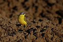 BUITEN BEELD Foto: 360817