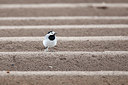 BUITEN BEELD Foto: 360818
