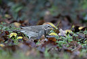 BUITEN BEELD Foto: 360826