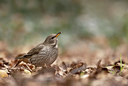 BUITEN BEELD Foto: 360827