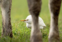 BUITEN BEELD Foto: 360842