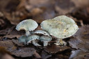 BUITEN BEELD Foto: 360858