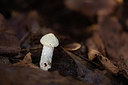 BUITEN BEELD Foto: 360865