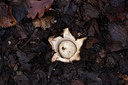 BUITEN BEELD Foto: 360867