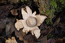 BUITEN BEELD Foto: 360868