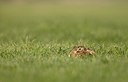 BUITEN BEELD Foto: 360871