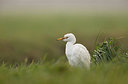 BUITEN BEELD Foto: 360883