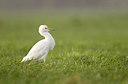 BUITEN BEELD Foto: 360885