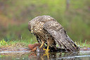 BUITEN BEELD Foto: 360886