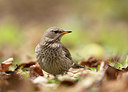 BUITEN BEELD Foto: 360918