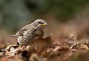 BUITEN BEELD Foto: 360919