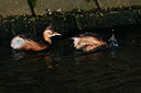 BUITEN BEELD Foto: 361073