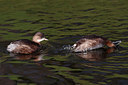 BUITEN BEELD Foto: 361074