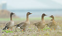BUITEN BEELD Foto: 361167