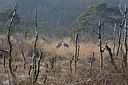 BUITEN BEELD Foto: 361277
