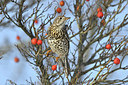 BUITEN BEELD Foto: 361565