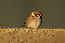 BUITEN BEELD Foto: 361587