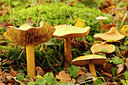BUITEN BEELD Foto: 361655